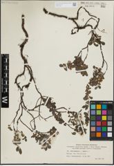 Foto von Salix herbacea L. x Salix repens L.